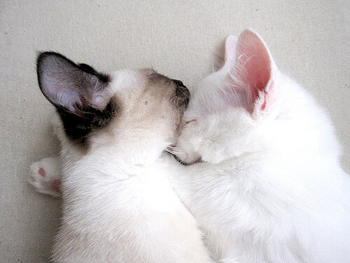 开云网页版-全国青少年滑板锦标赛在成都圆满落幕,2020全国滑板锦标赛视频回放 第4张 开云网页版-全国青少年滑板锦标赛在成都圆满落幕,2020全国滑板锦标赛视频回放 第4张