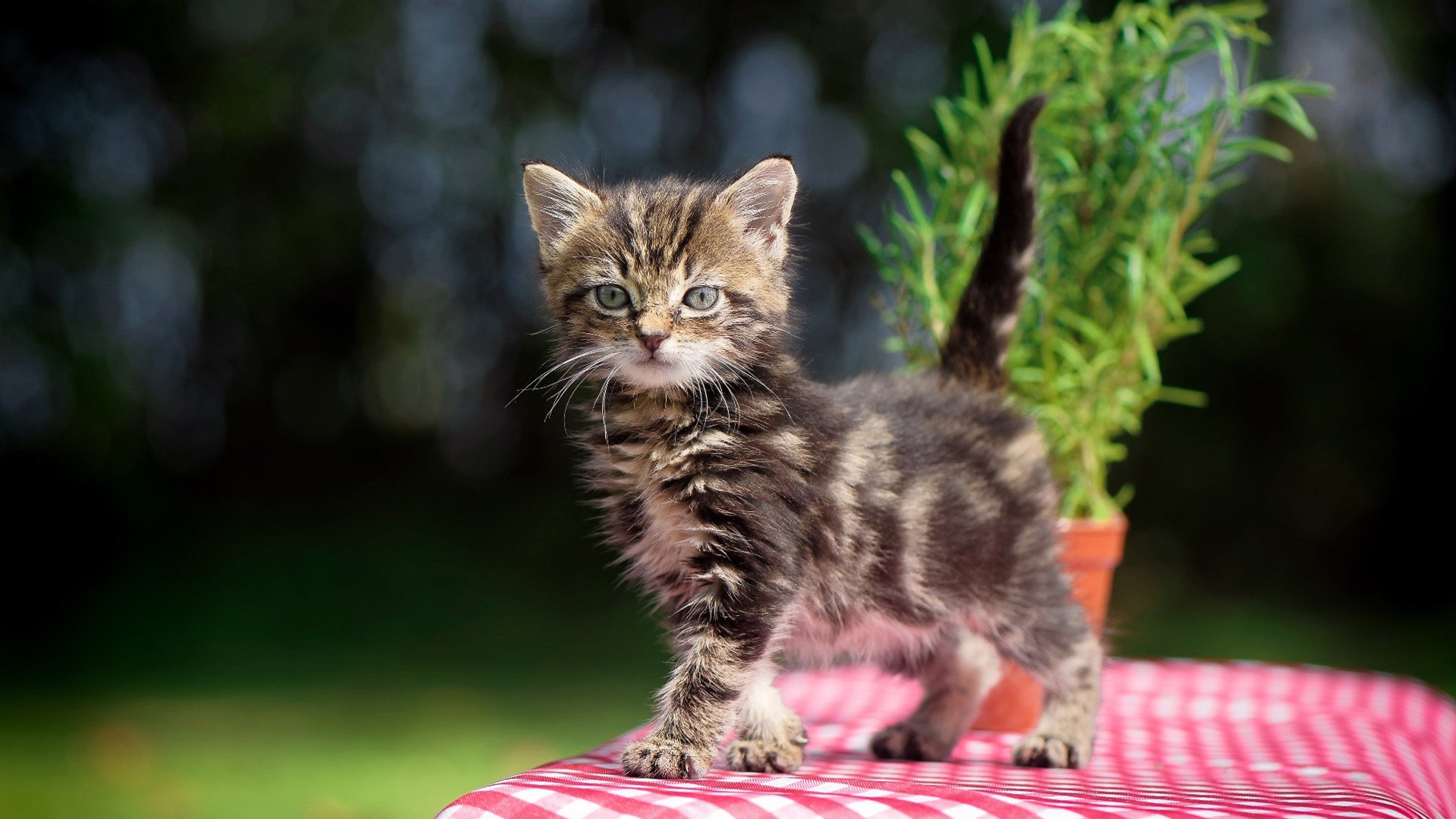 kaiyun中国官方网站-篮球运动员专项体能训练个性化方案,篮球运动员专项体能训练个性化方案怎么写 第5张 kaiyun中国官方网站-篮球运动员专项体能训练个性化方案,篮球运动员专项体能训练个性化方案怎么写 第5张