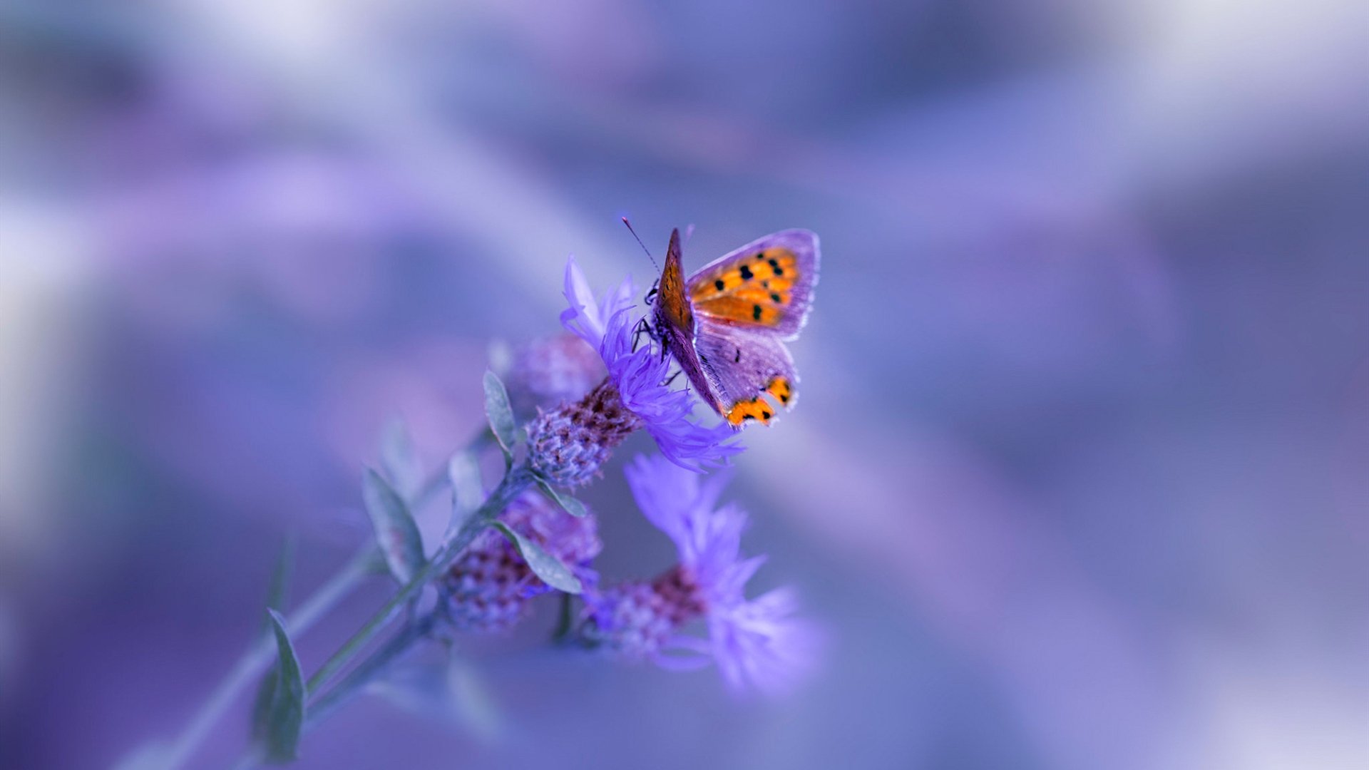 kaiyun体育app-英超高频对抗场景下身体对抗动作的生物力学分析,英超身体对抗最好的球员 第3张 kaiyun体育app-英超高频对抗场景下身体对抗动作的生物力学分析,英超身体对抗最好的球员 第3张