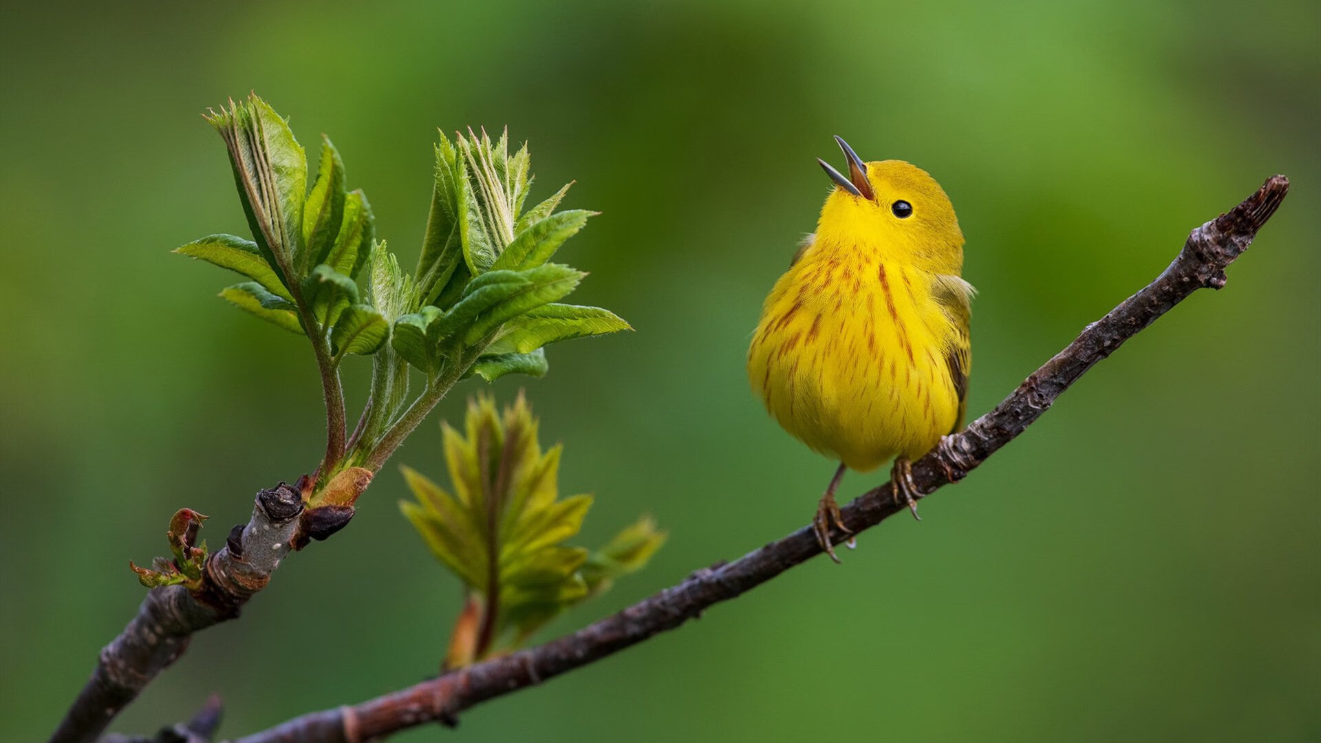 开云官网APP下载-中国女排副攻组合逐渐形成稳定配置，中国女排副队长是谁  第3张