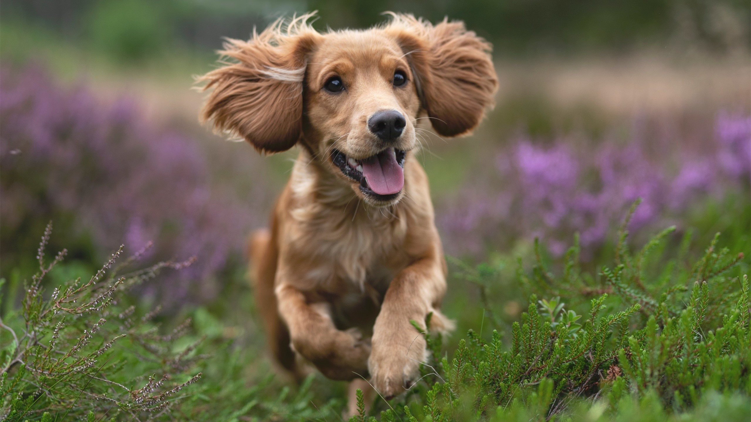 kaiyun体育app-意甲快速反击：瞬间突破，场面壮观！，意甲意甲