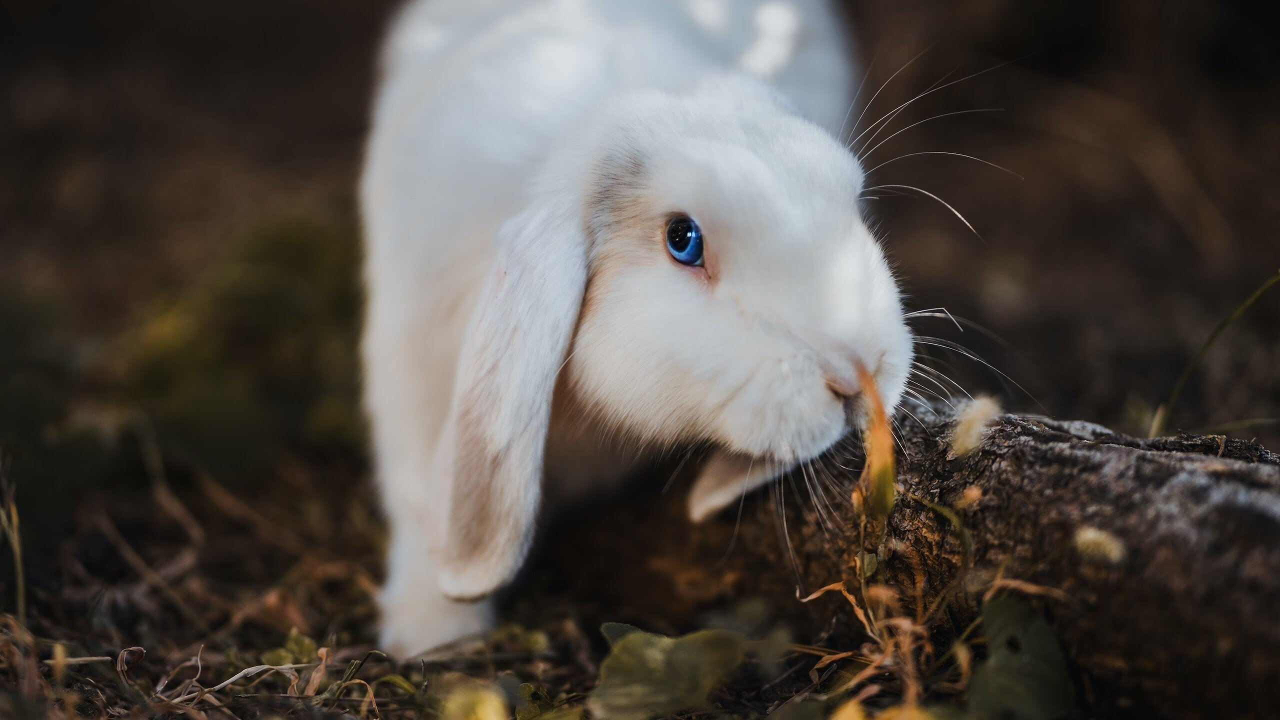 开云网站-三天连打18场，欧冠热度全面爆发！，欧冠打几场