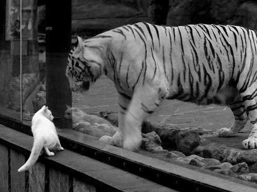 开云体育-中超是否推动队员之间心理互助计划落地实施：潜力、路径与挑战