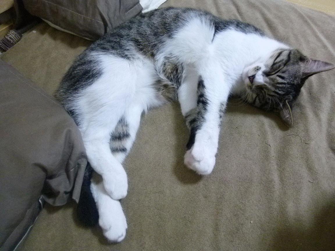 开云网站-从地图找不到，到赢下喀麦隆！佛得角的足球童话，佛得角vs喀麦隆