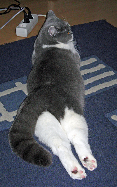 Kaiyun APP-冠军李雯雯：努力成就梦想必达！，李雯雯比赛现场